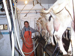 Milking goats at Sunset Acres Farm