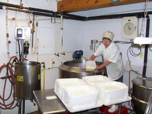 Scooping cheese curd