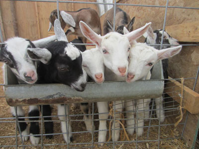 Baby goats at Sunset Acres Farm